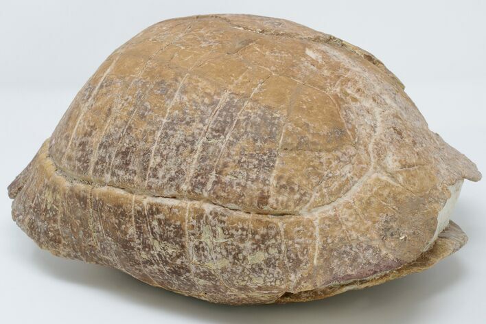 Inflated Fossil Tortoise (Stylemys) - South Dakota #197385